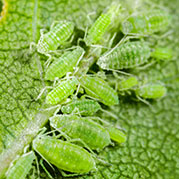 Aphids