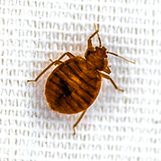 Bed Bugs