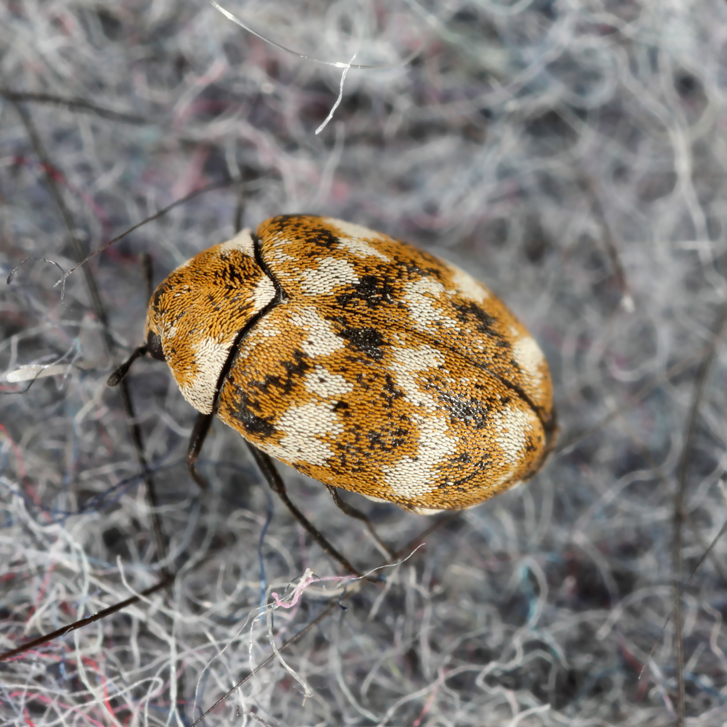 Carpet Beetles