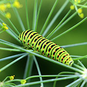 Caterpillars