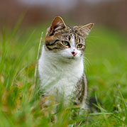 Cats