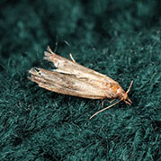 Moths