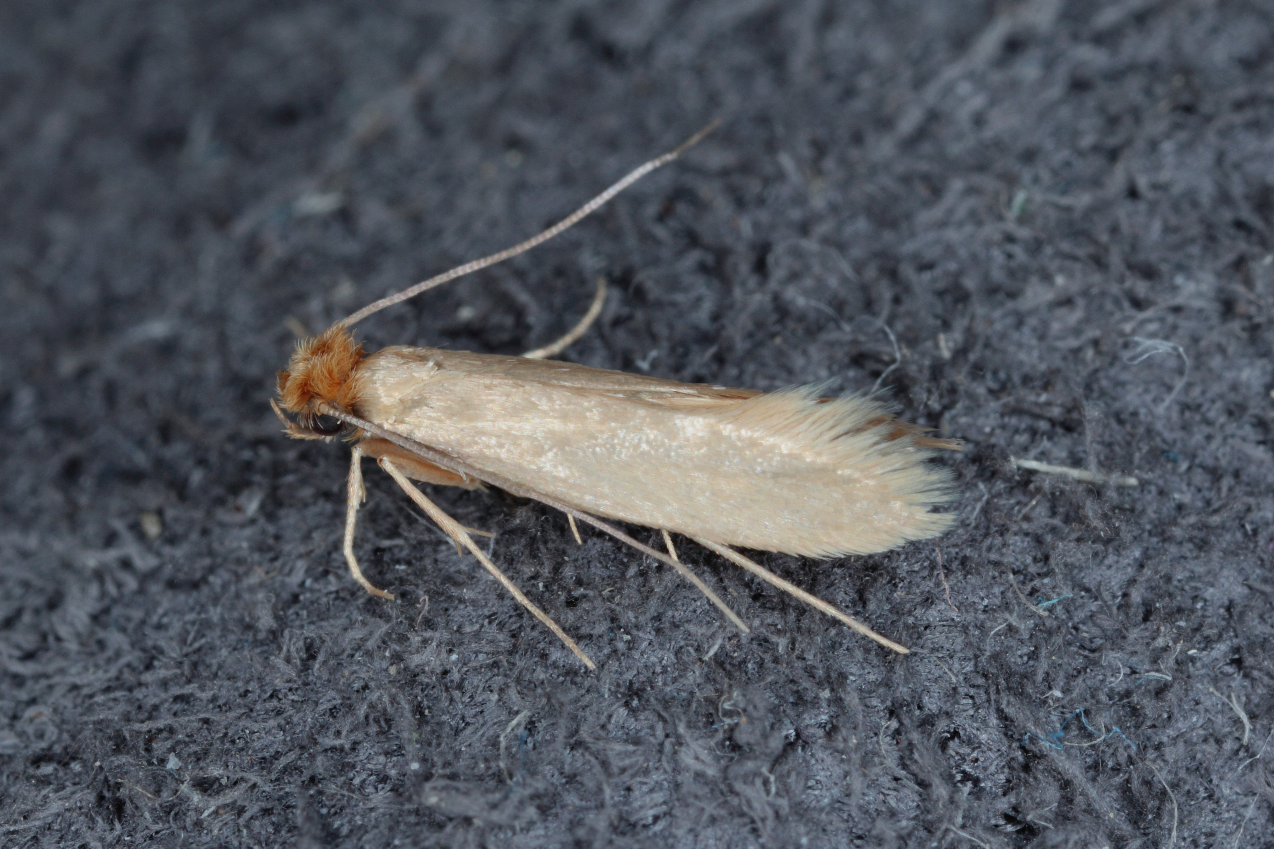 Moths