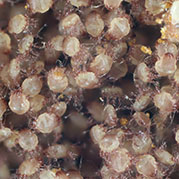 Dust mites