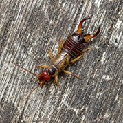 Earwigs