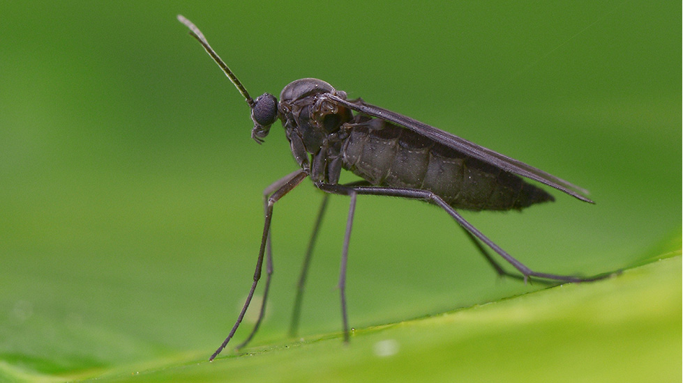 Fungus Gnats