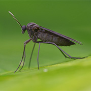 Fungus Gnats