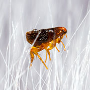 Fleas