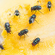 Fruit flies