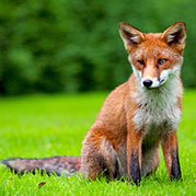 Foxes