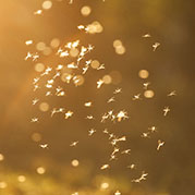 Midges