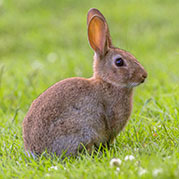 Rabbits