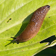 Slugs