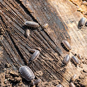 Woodlice