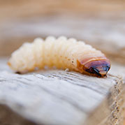 Woodworm