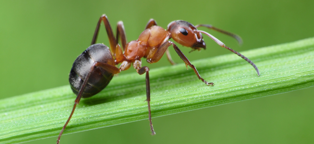 Ants
