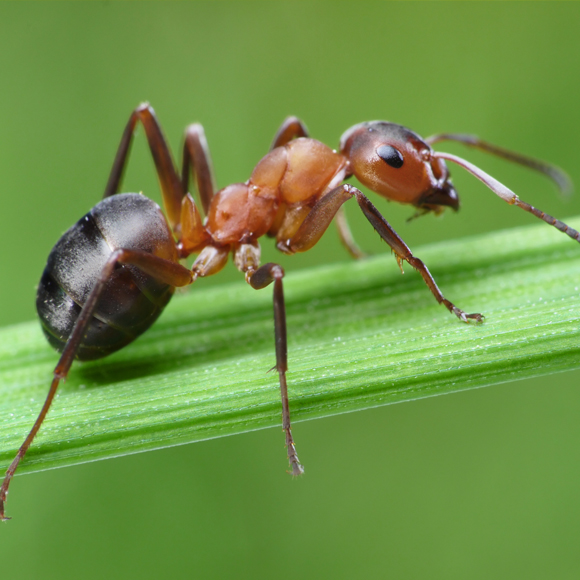 Ants