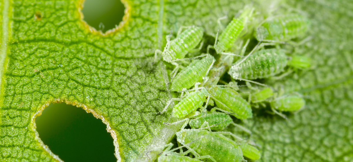 Aphids