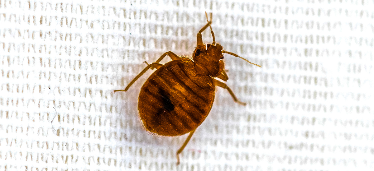 Bed Bugs