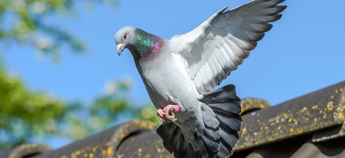 Birds