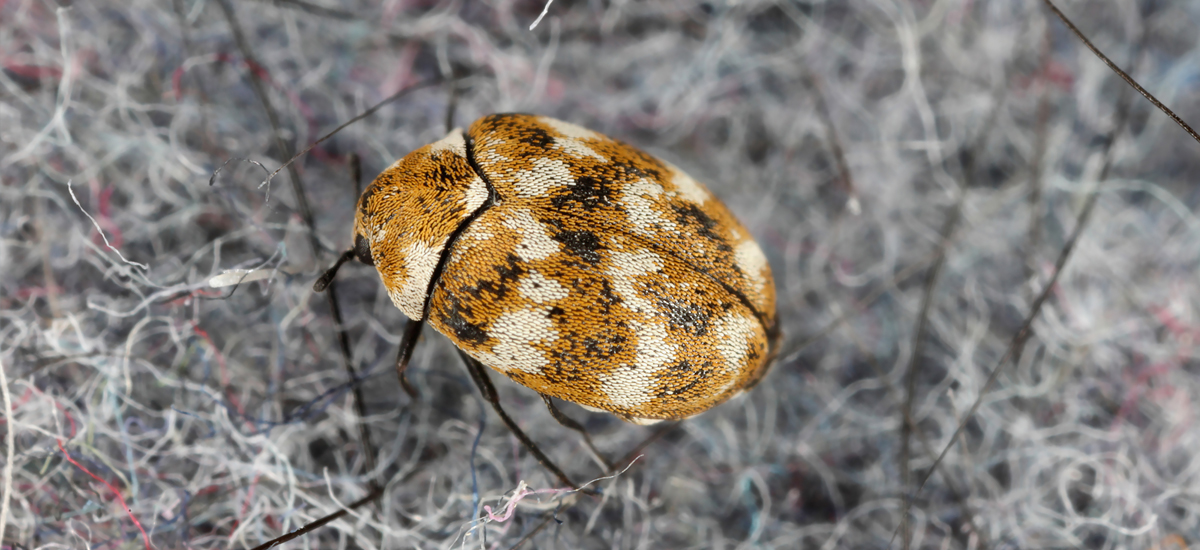 Carpet Beetles