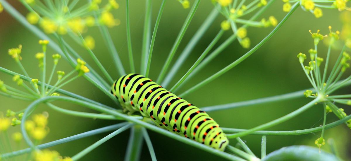 Caterpillars