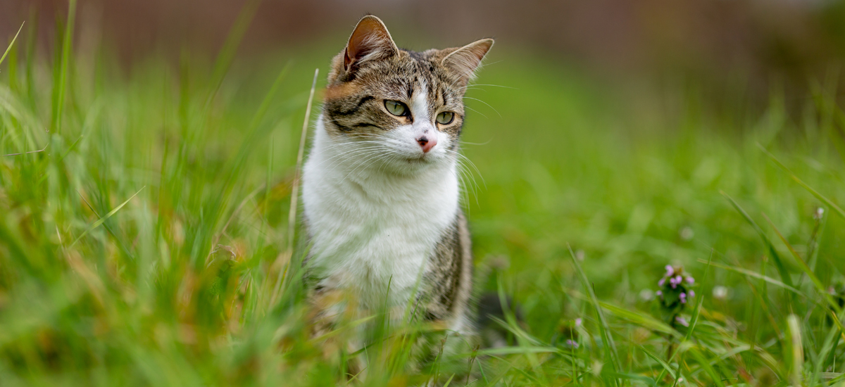 Cats