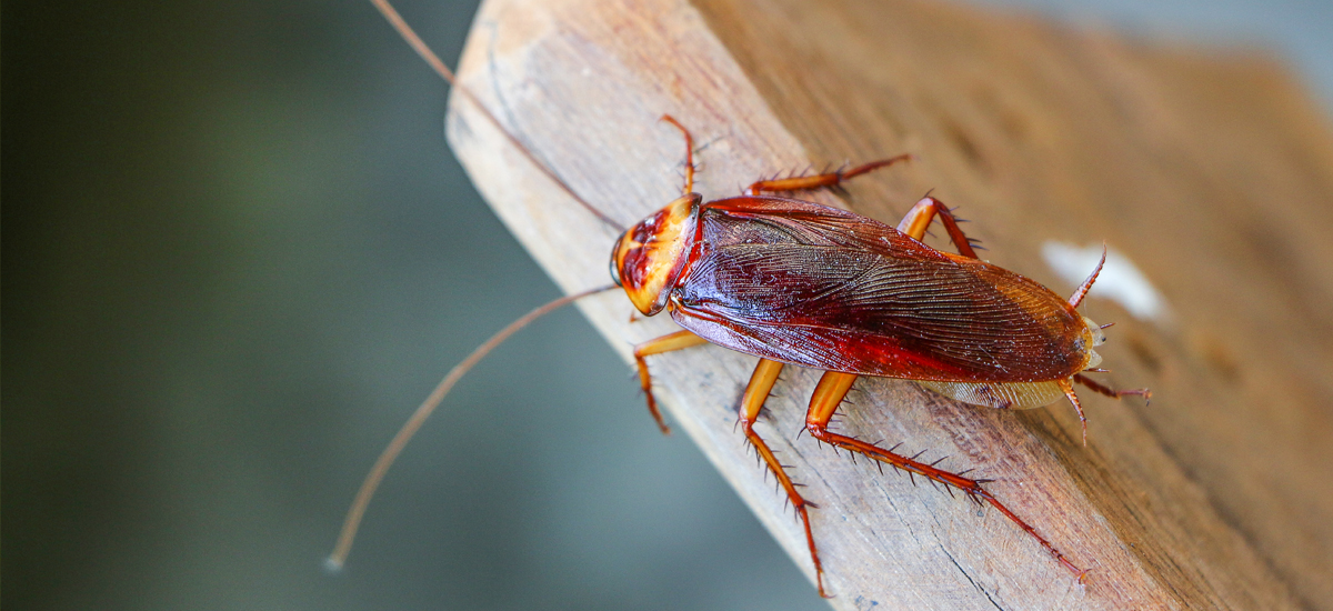 Cockroaches