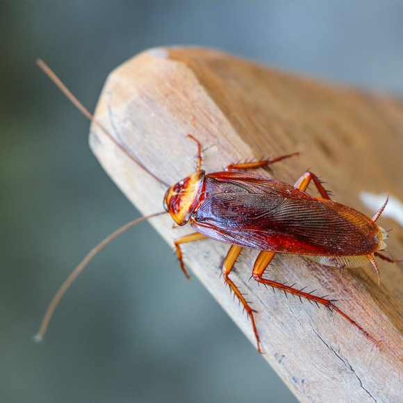 Cockroaches
