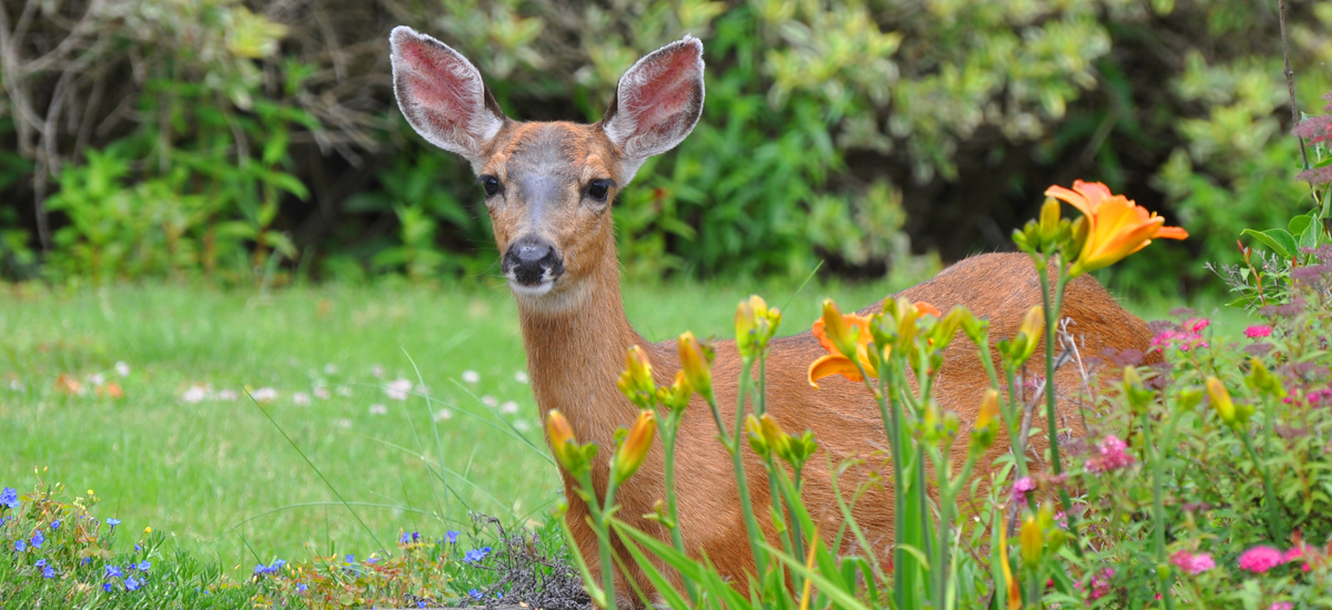 Deer