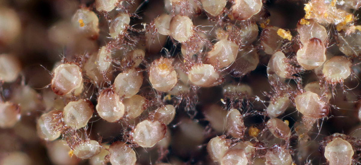 Dust mites