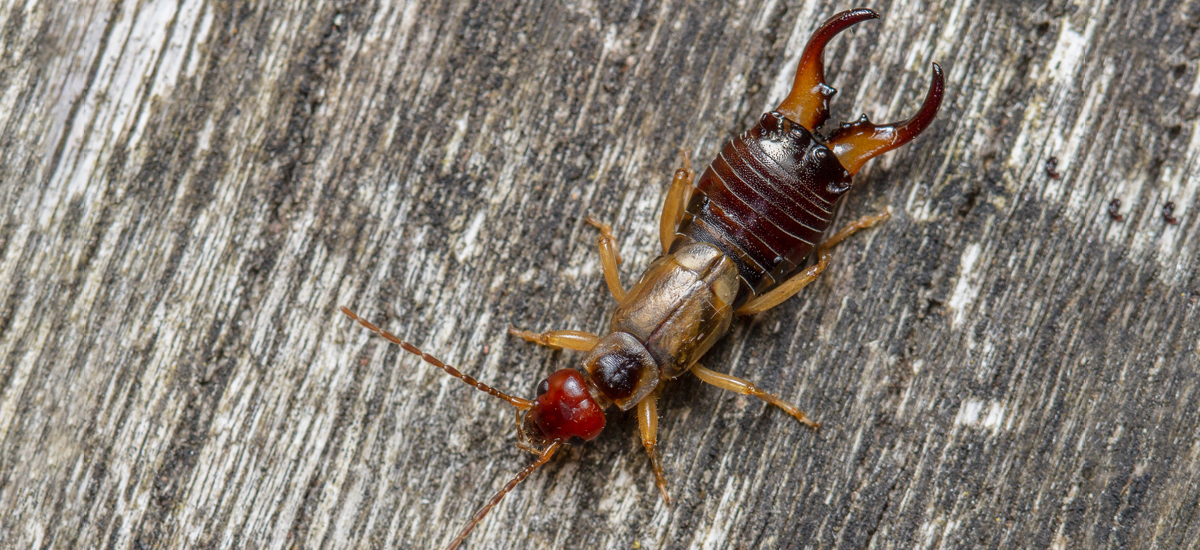 Earwigs