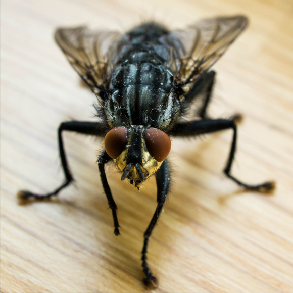 Flies