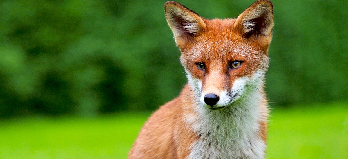 Foxes