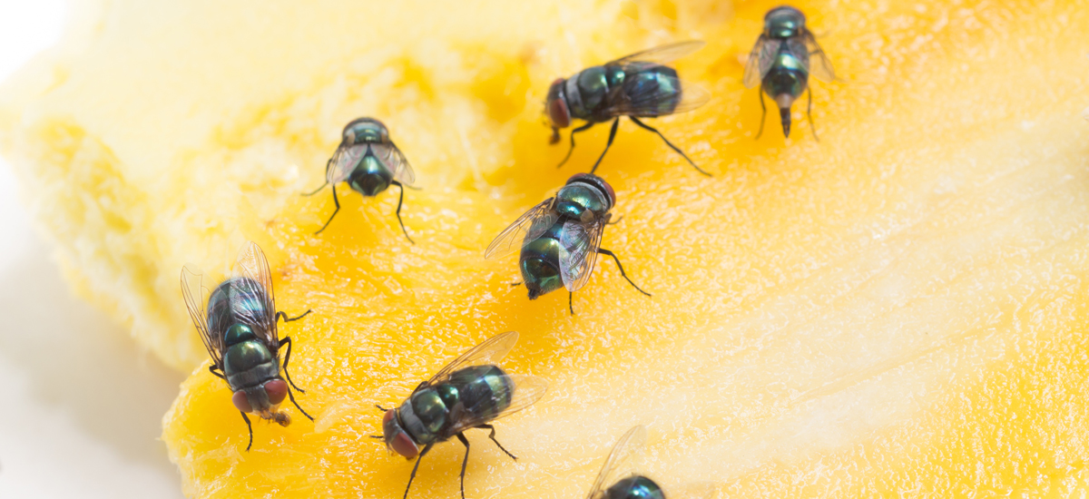Fruit flies