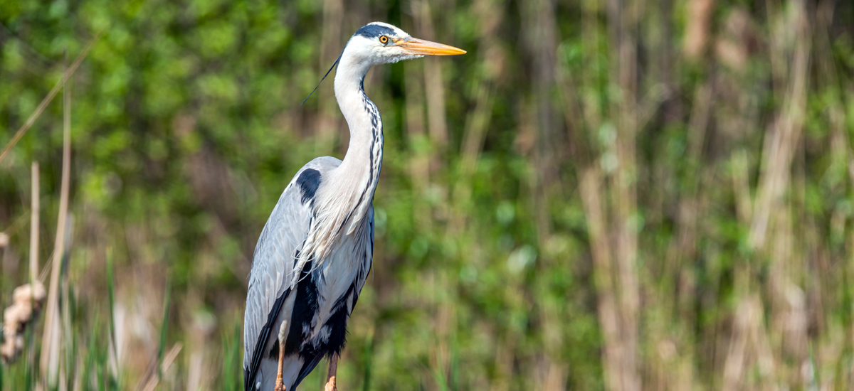 Herons