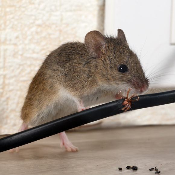 Mice