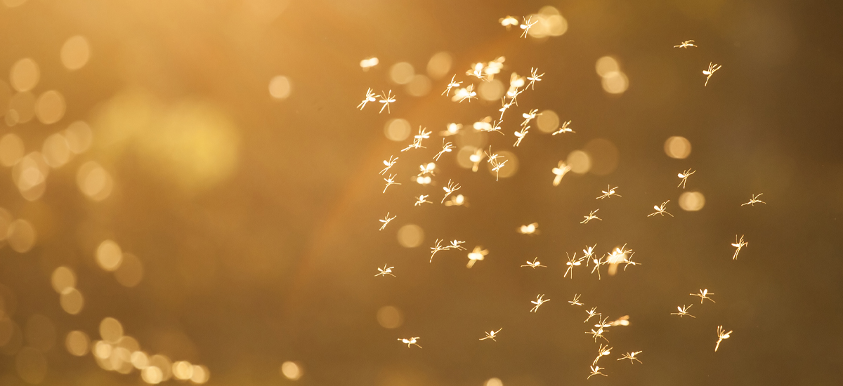 Midges