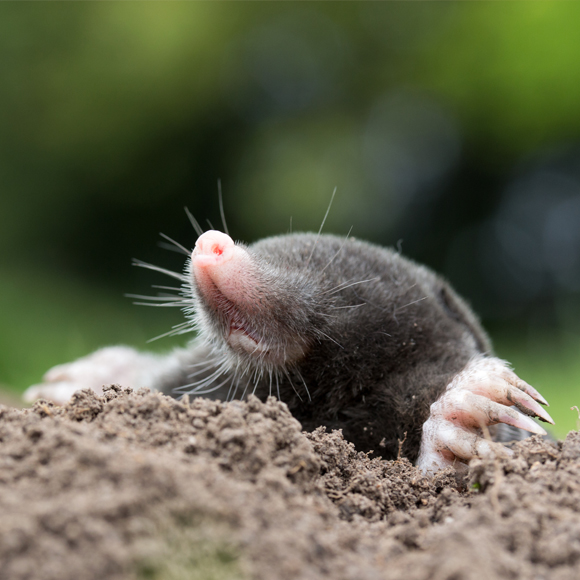 Moles