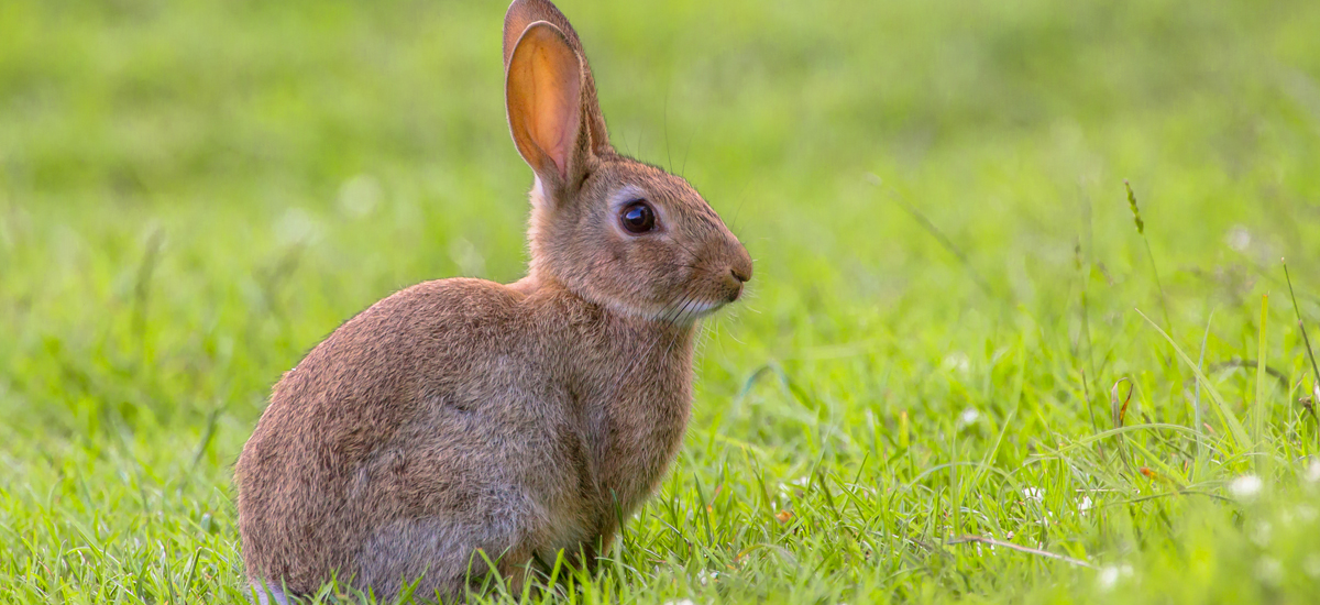 Rabbits