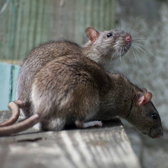 Rats