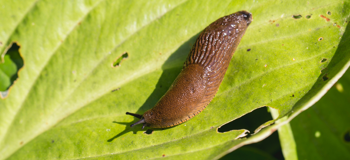 Slugs