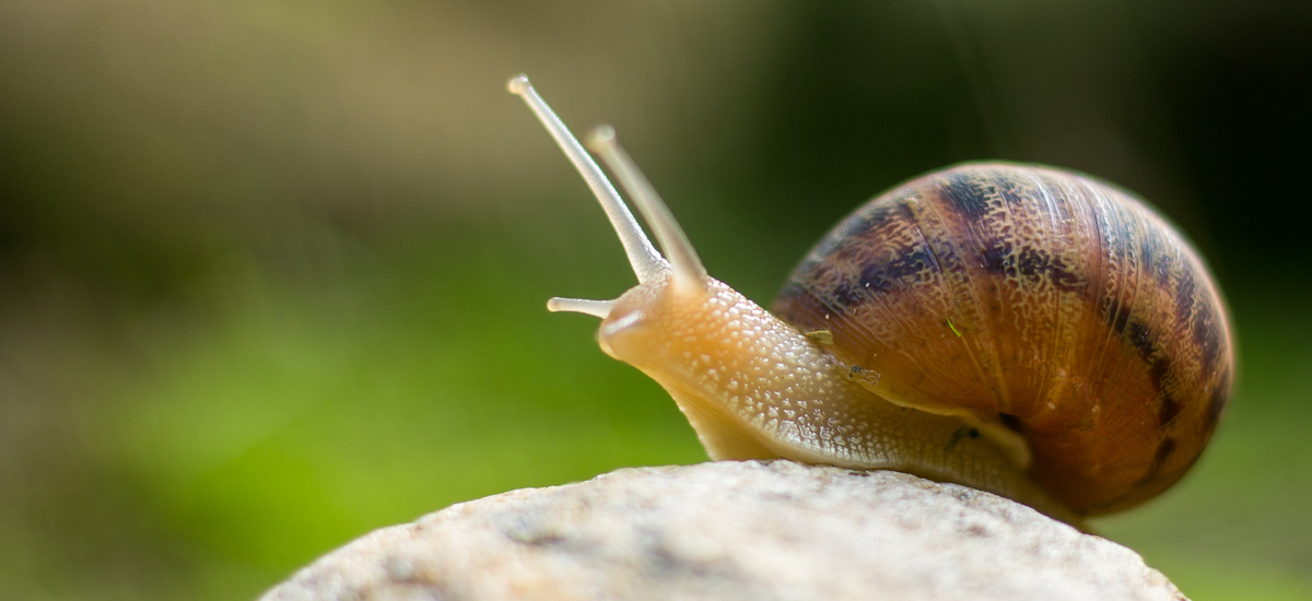 Snails