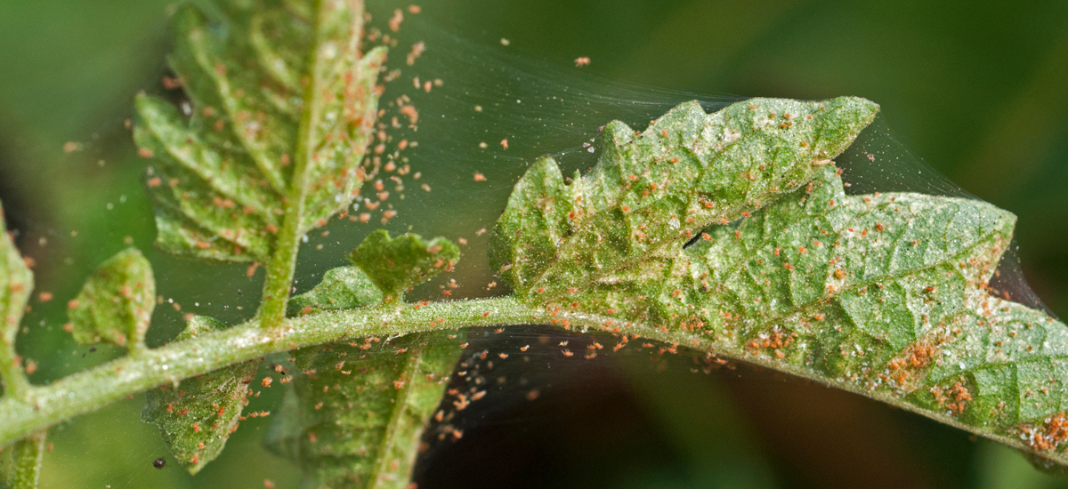 Spider mites