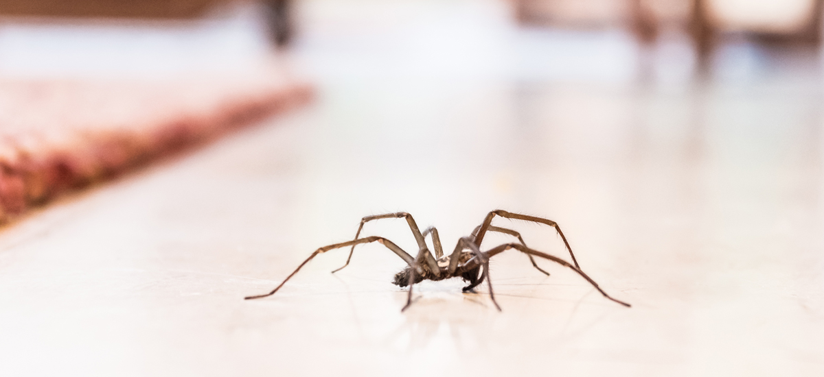 Spiders