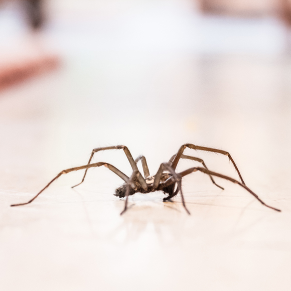 Spiders