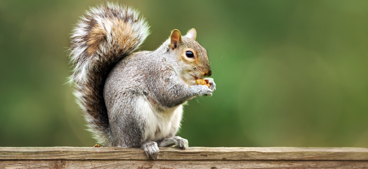 Squirrels