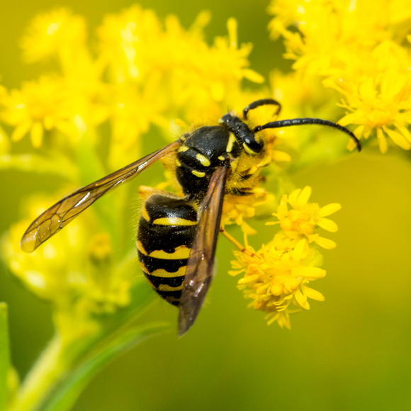 Wasps