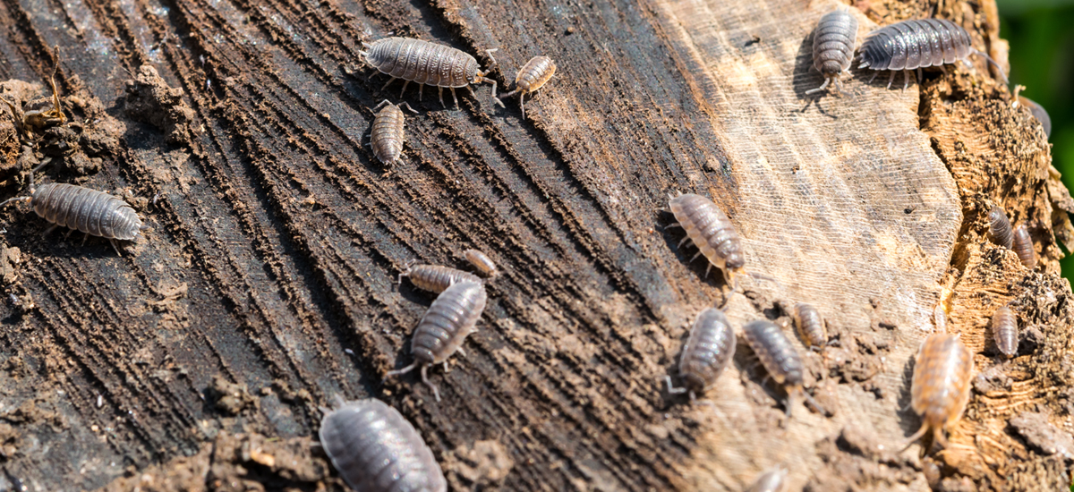 Woodlice
