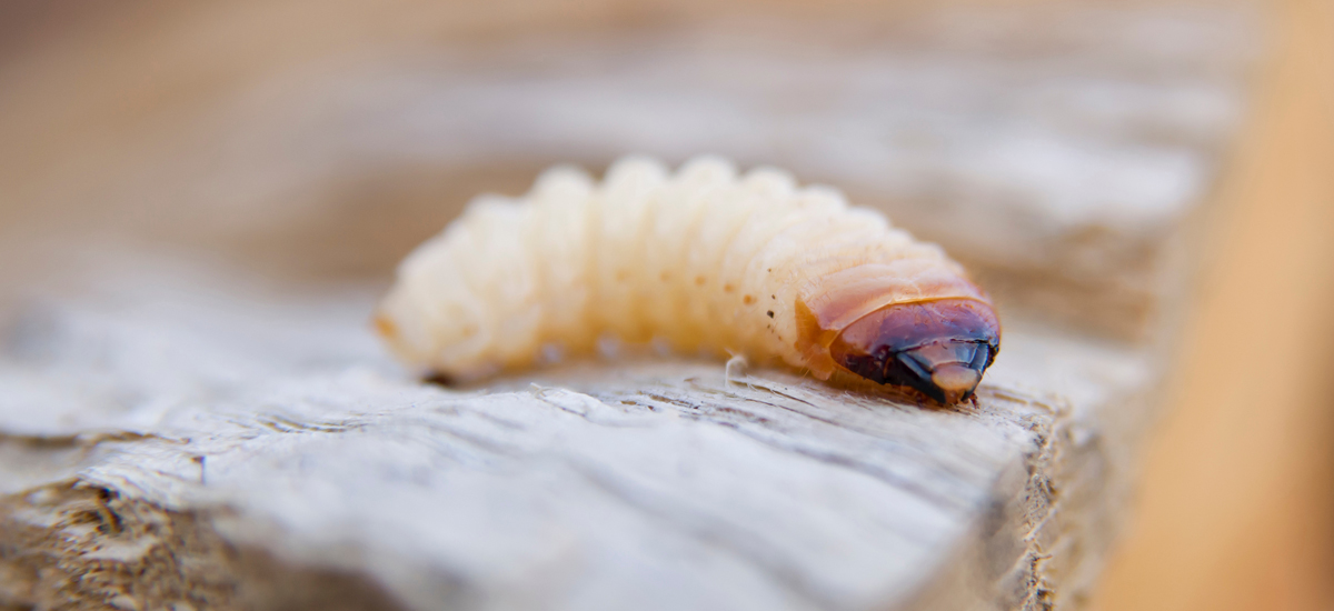 Woodworm